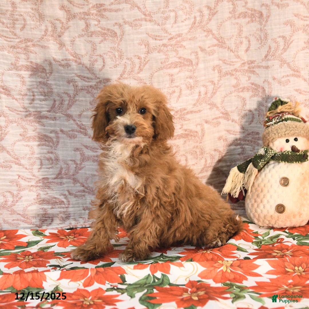 Cockapoo dogs for sale: Curtis - Ad 3