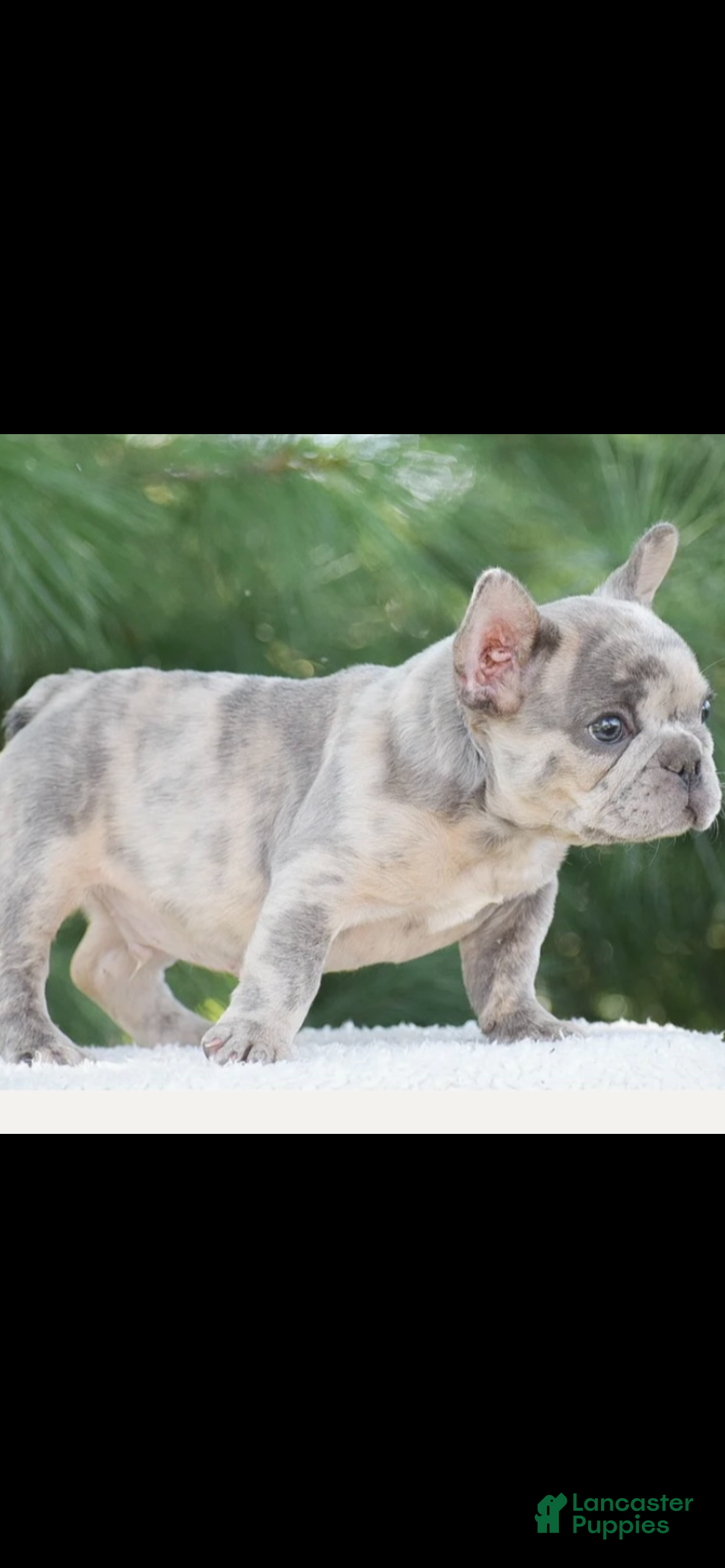 French Bulldog dogs French Bulldog Puppy 1 - Ad 6