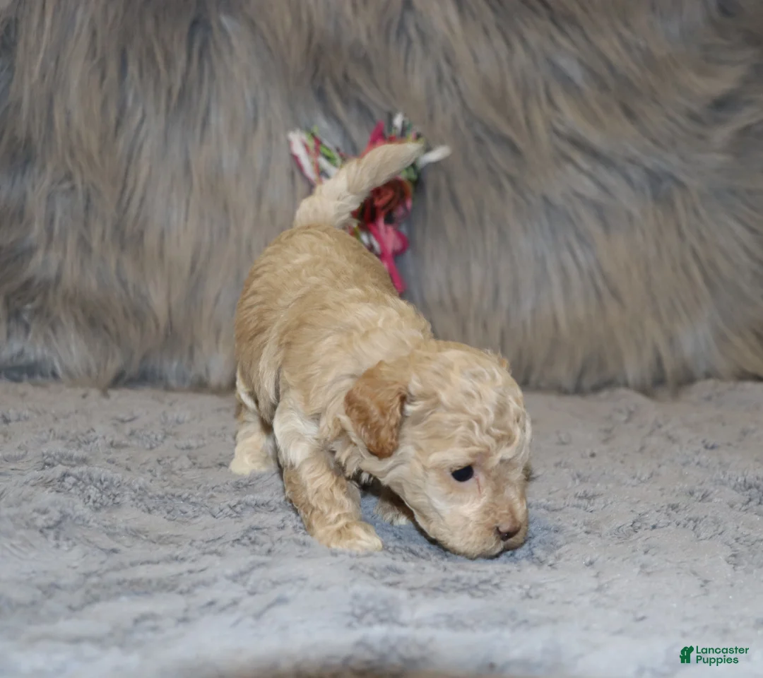 Havapoo dogs for sale: Apple Toy Size👨‍👨‍👦‍👦💞🐕 - Ad 11