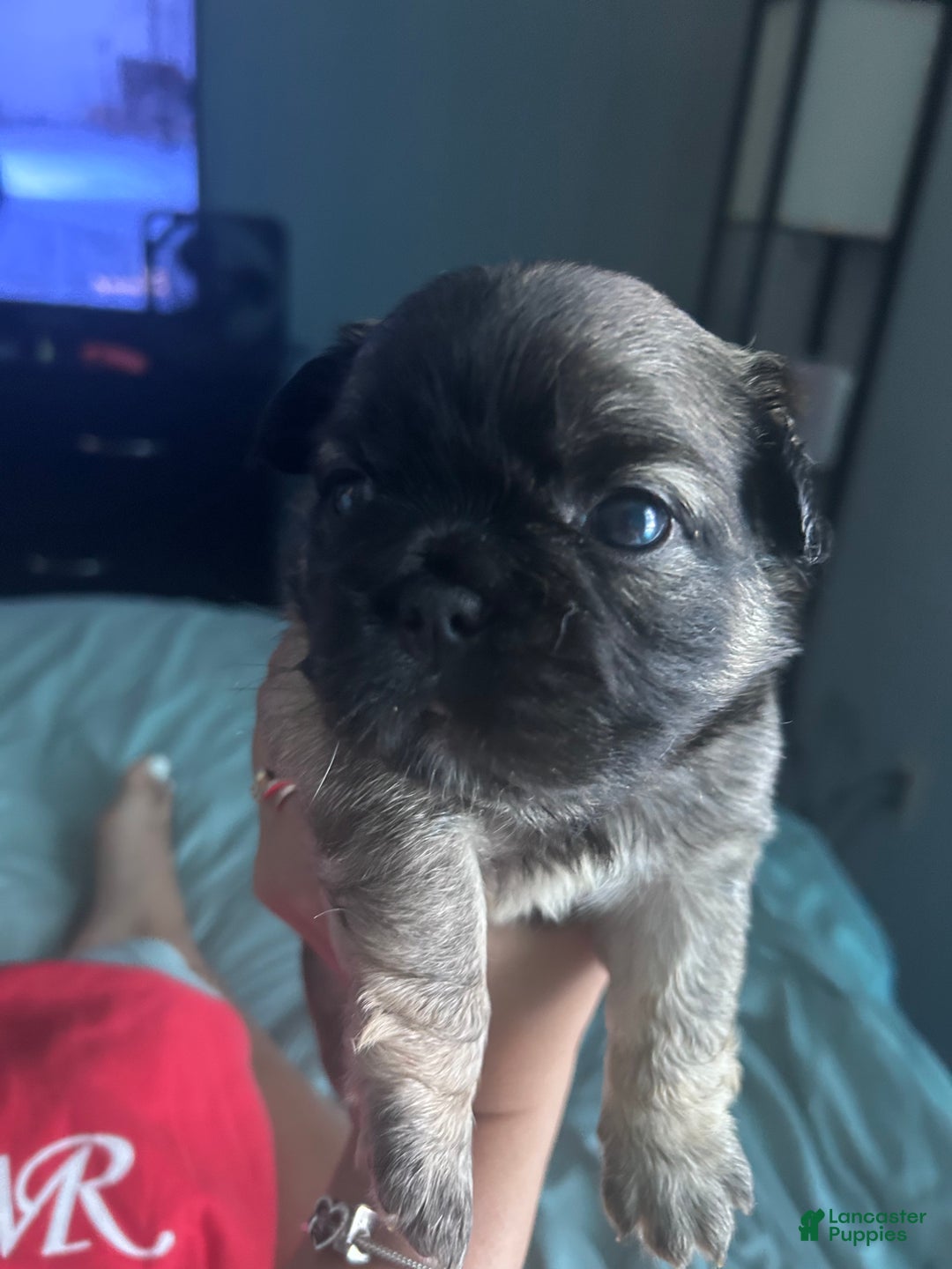 French Bulldog dogs for sale: French Bulldog Puppy 2 - Ad 3