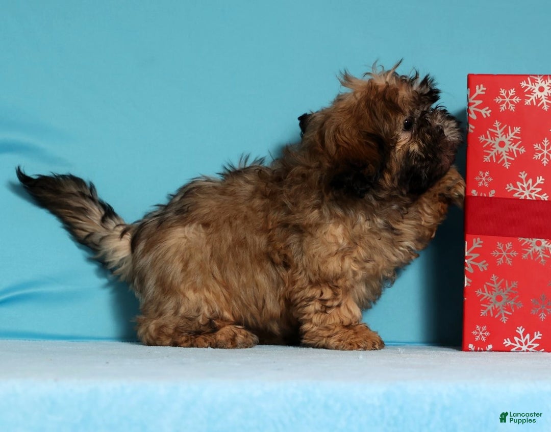 Teddy Bear dogs for sale: Carol - Ad 5