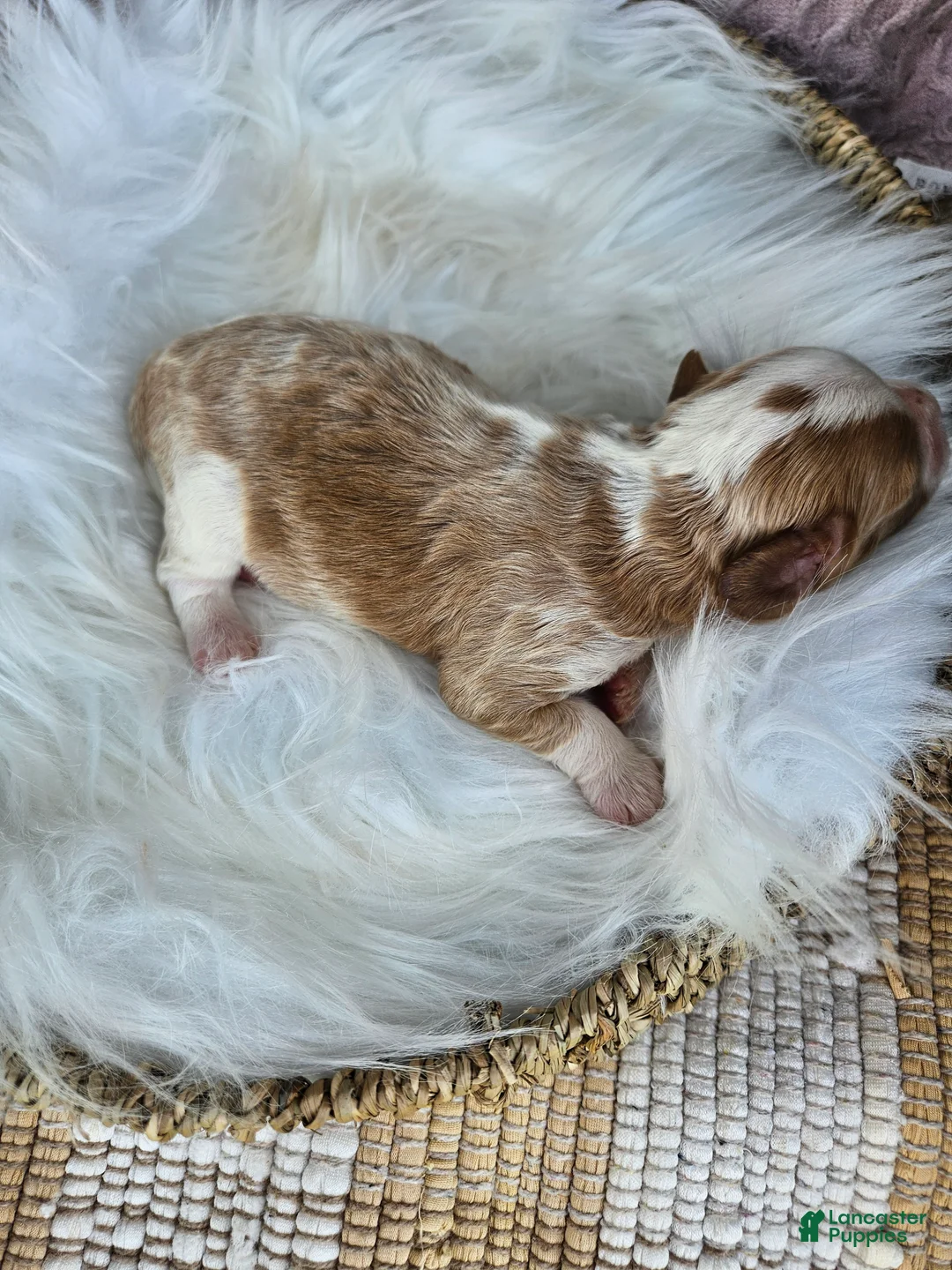 Cavapoo dogs for sale: Jasper - Ad 2