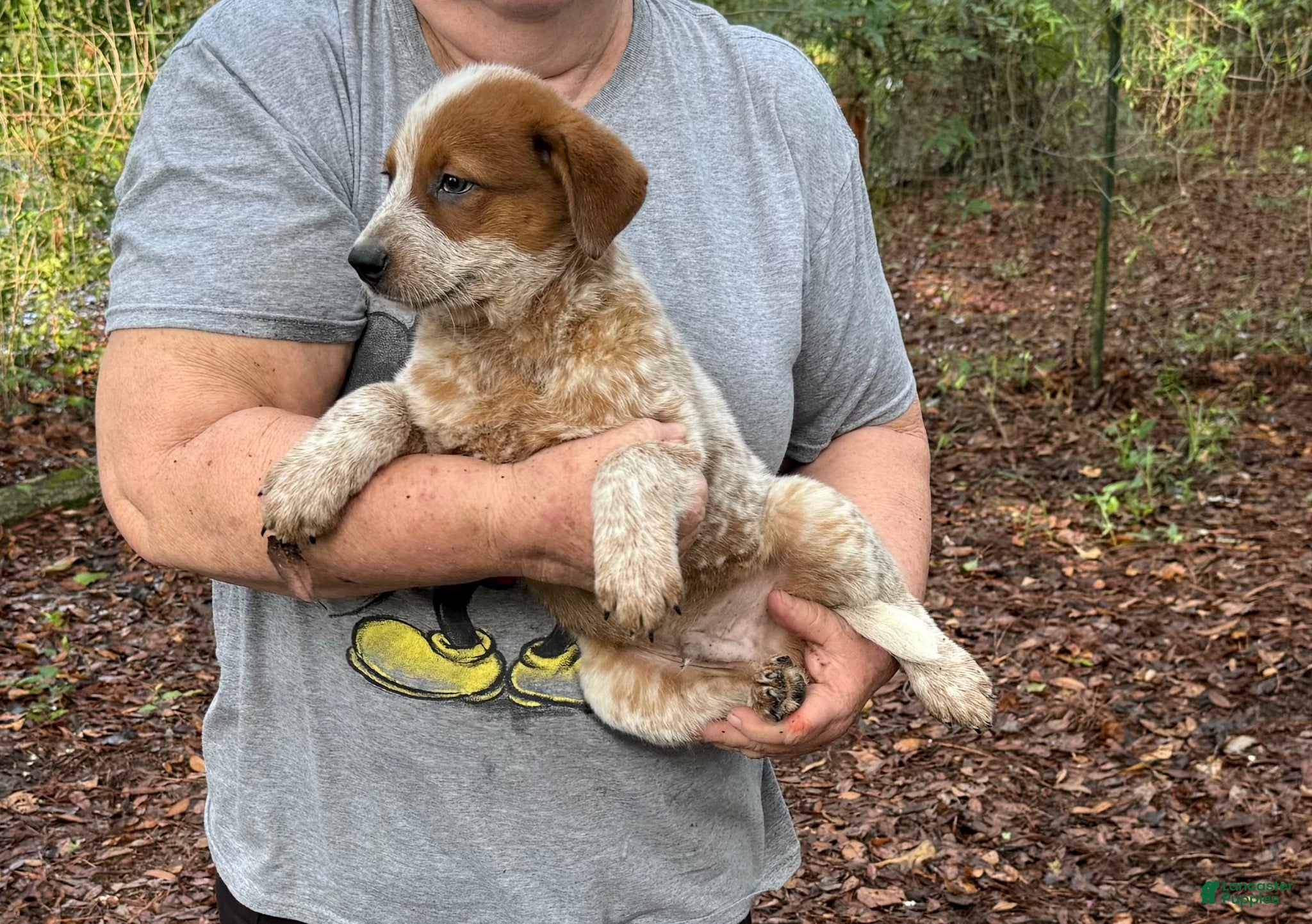 Australian Cattle Dog dogs Australian Cattle Dog Puppy 4 - Ad 2