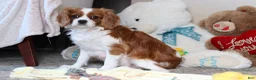 Cavalier King Charles Spaniel dogs for sale: Daisy  - Ad 4