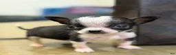 Chihuahua dogs for sale: MICRO TEACUP RARE  - Ad 5