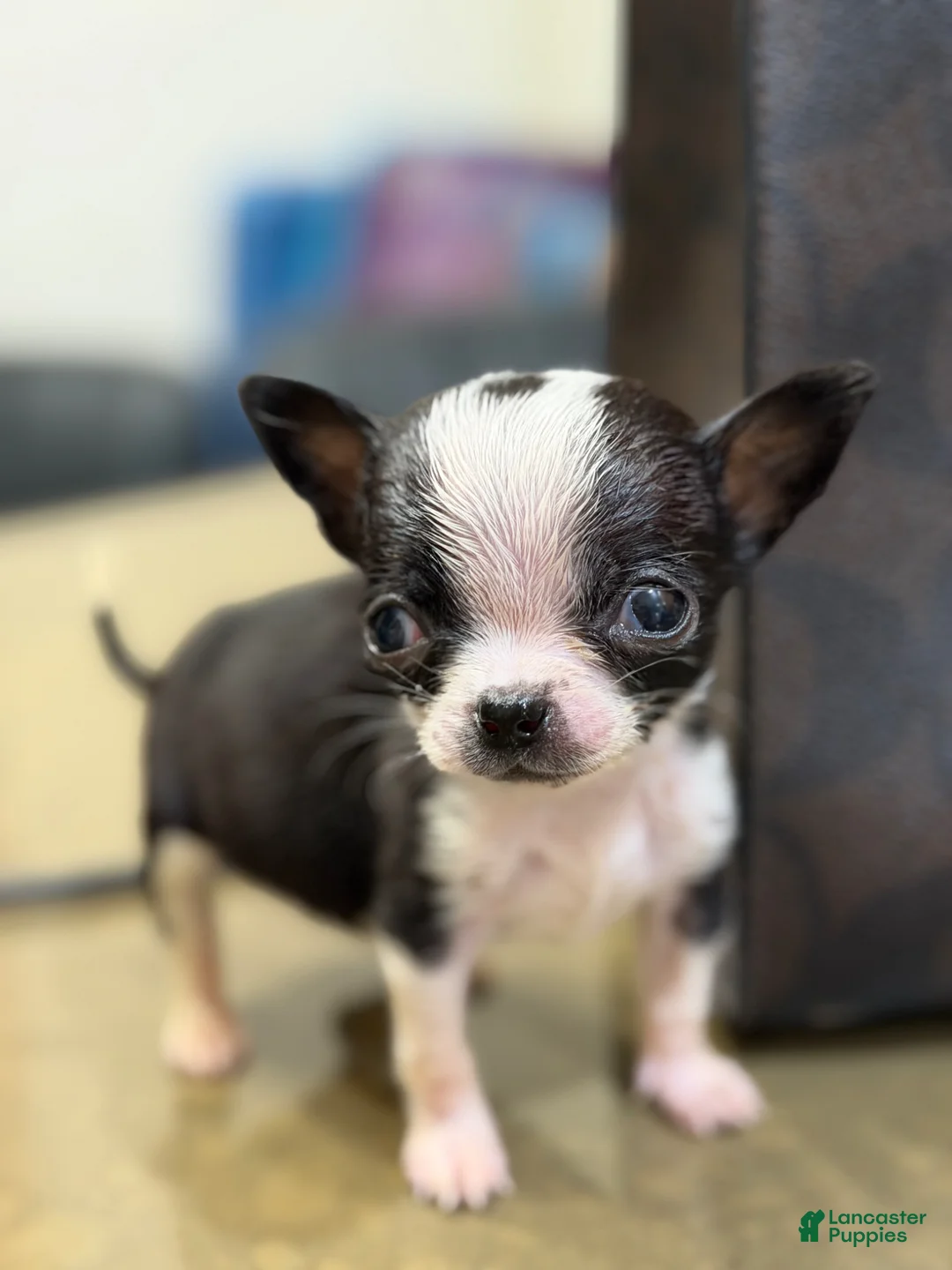 Chihuahua dogs for sale: MICRO TEACUP RARE  - Ad 5