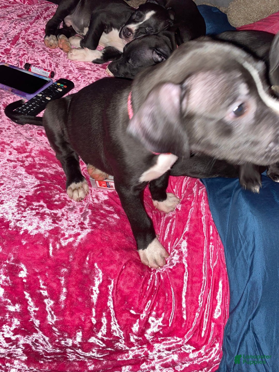 Gallery Image {{count}}