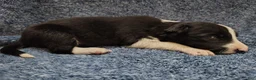 Border Collie dogs for sale: Kennedy  - Ad 2