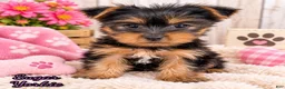 Yorkshire Terrier dogs for sale: Sugar Female AKC Yorkshire Terrier - Ad 1