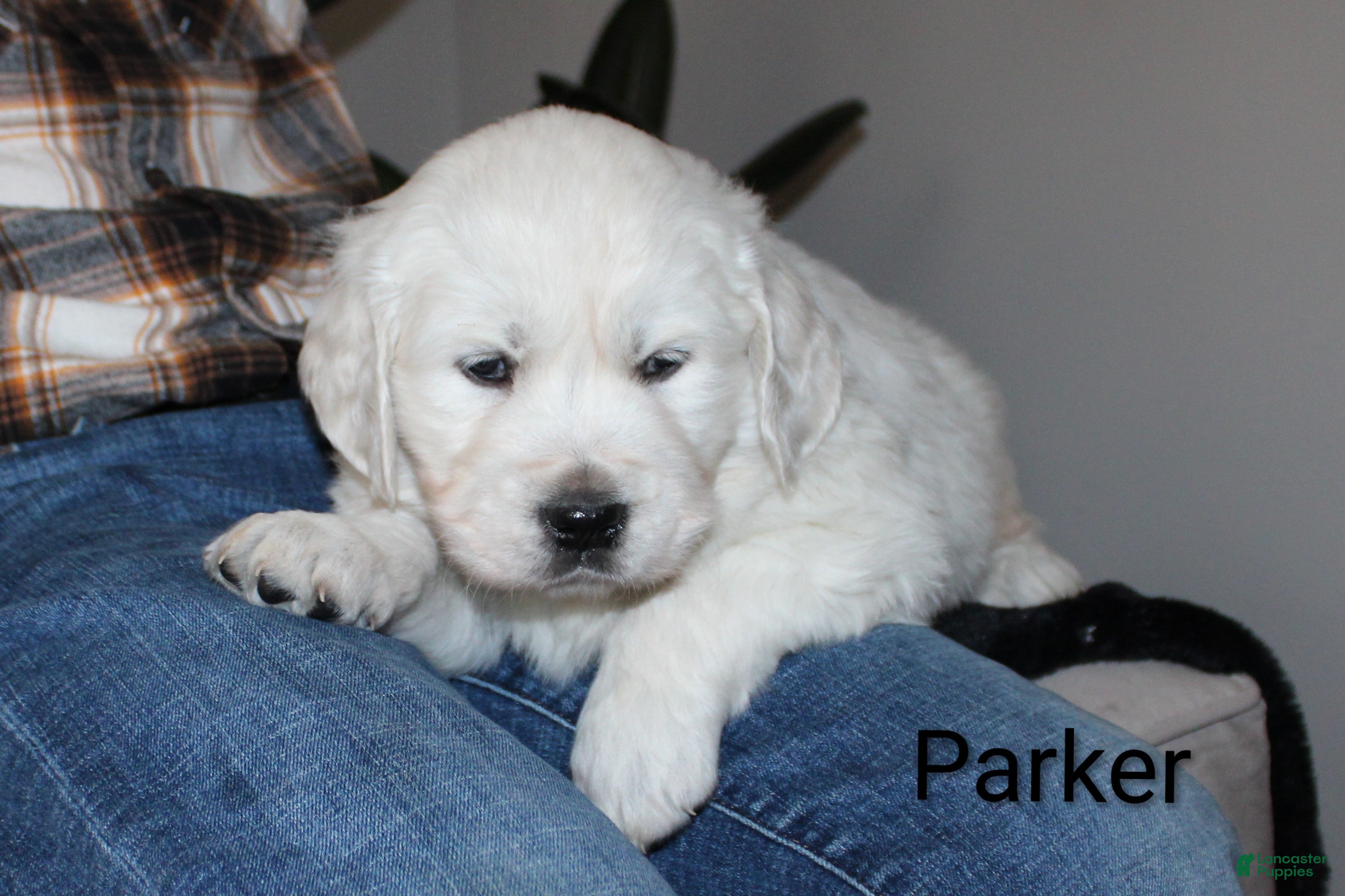 Golden Retriever dogs Parker - Ad 42