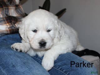 Golden Retriever dogs Parker - Ad 9