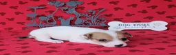 Jack Russell Terrier dogs for sale: CKC Thor *Delivery Available* - Ad 5