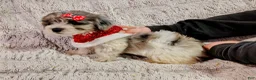 Yorkshire Terrier dogs for sale: Blue beauty - Ad 10