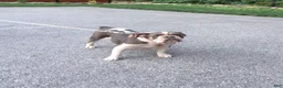 Olde English Bulldogge dogs for sale: Sally - Ad 6