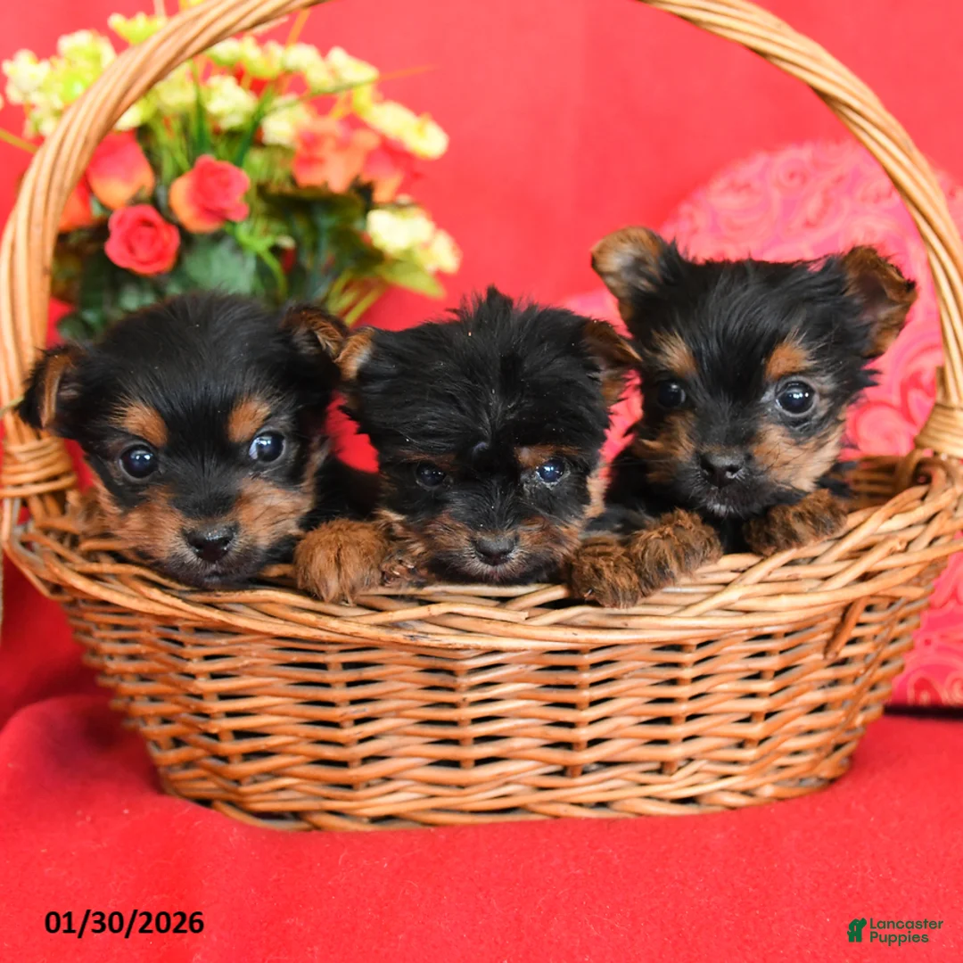 Yorkshire Terrier dogs for sale: Peanut  - Ad 3