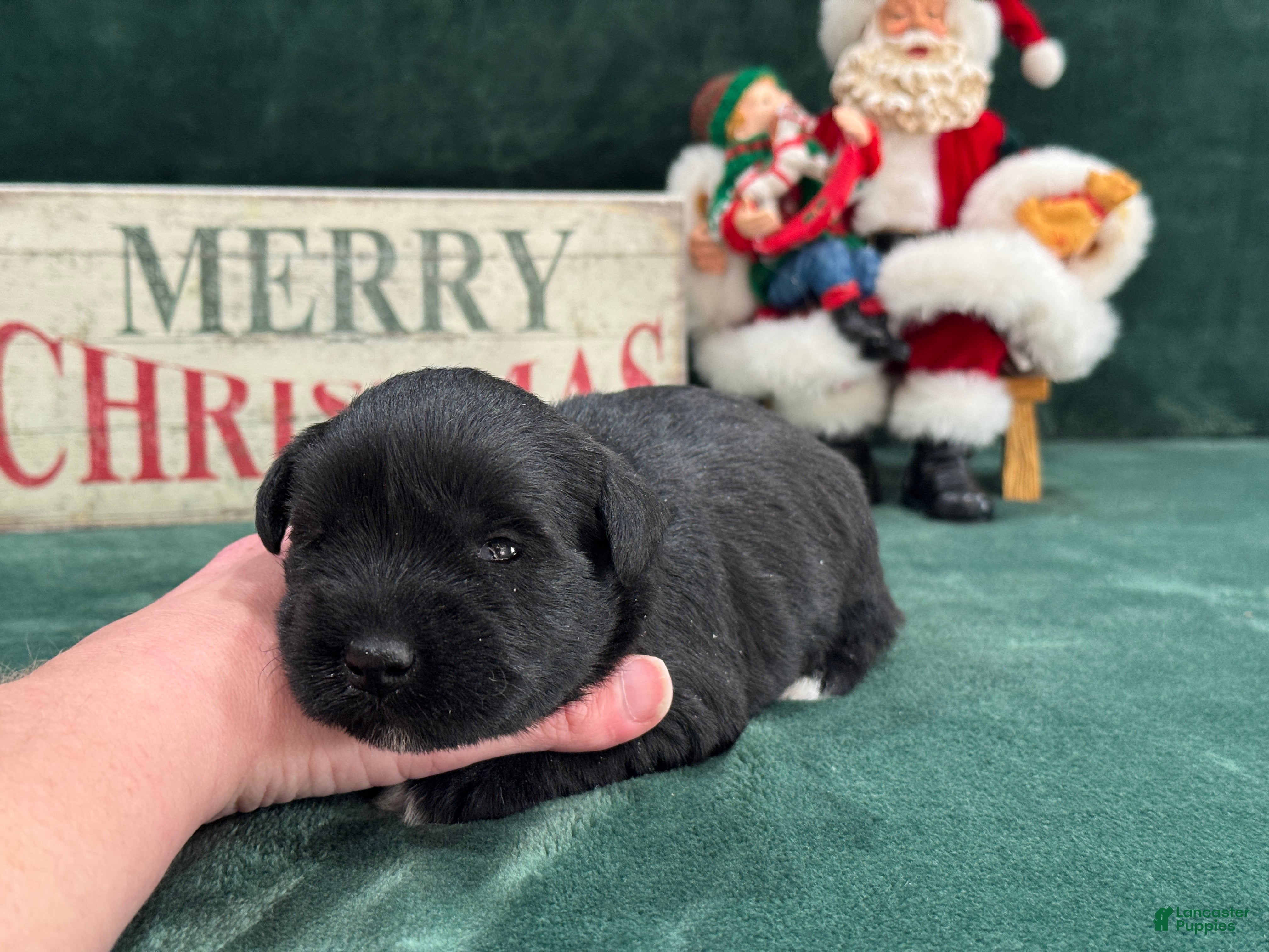 Miniature Schnauzer dogs Elsa Female 1 - Ad 11