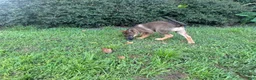 German Shepherd dogs for sale: Daphne - Ad 4