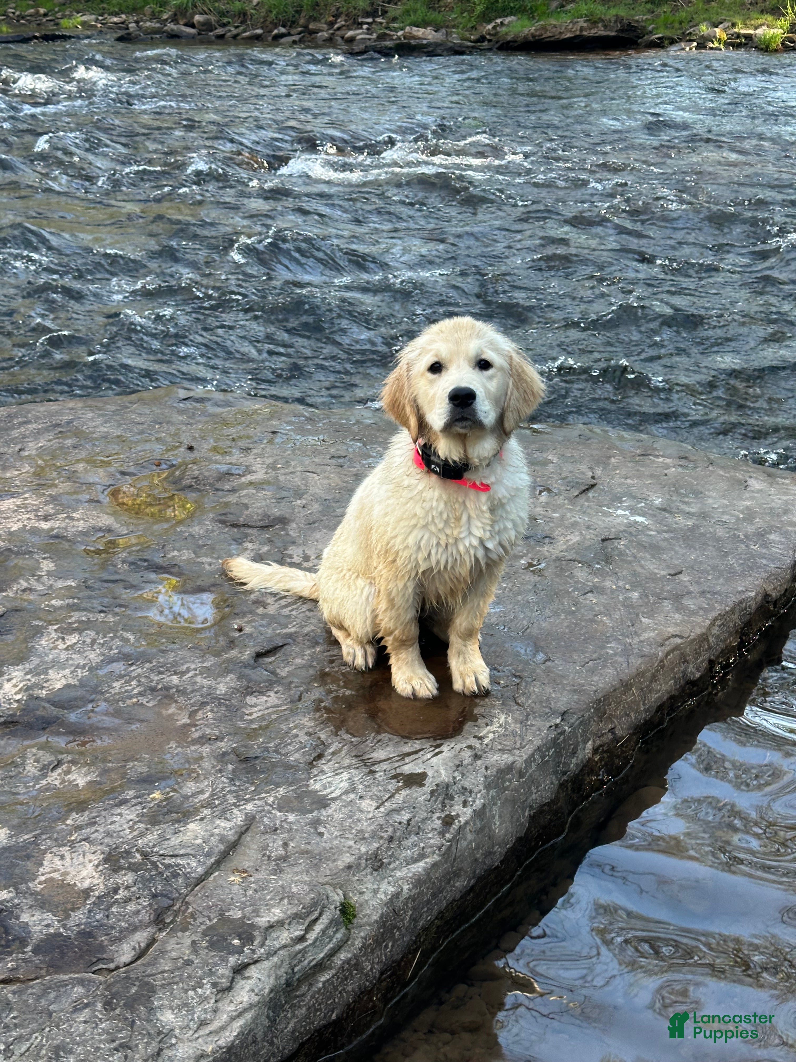 Golden Retriever dogs Annie - Ad 2