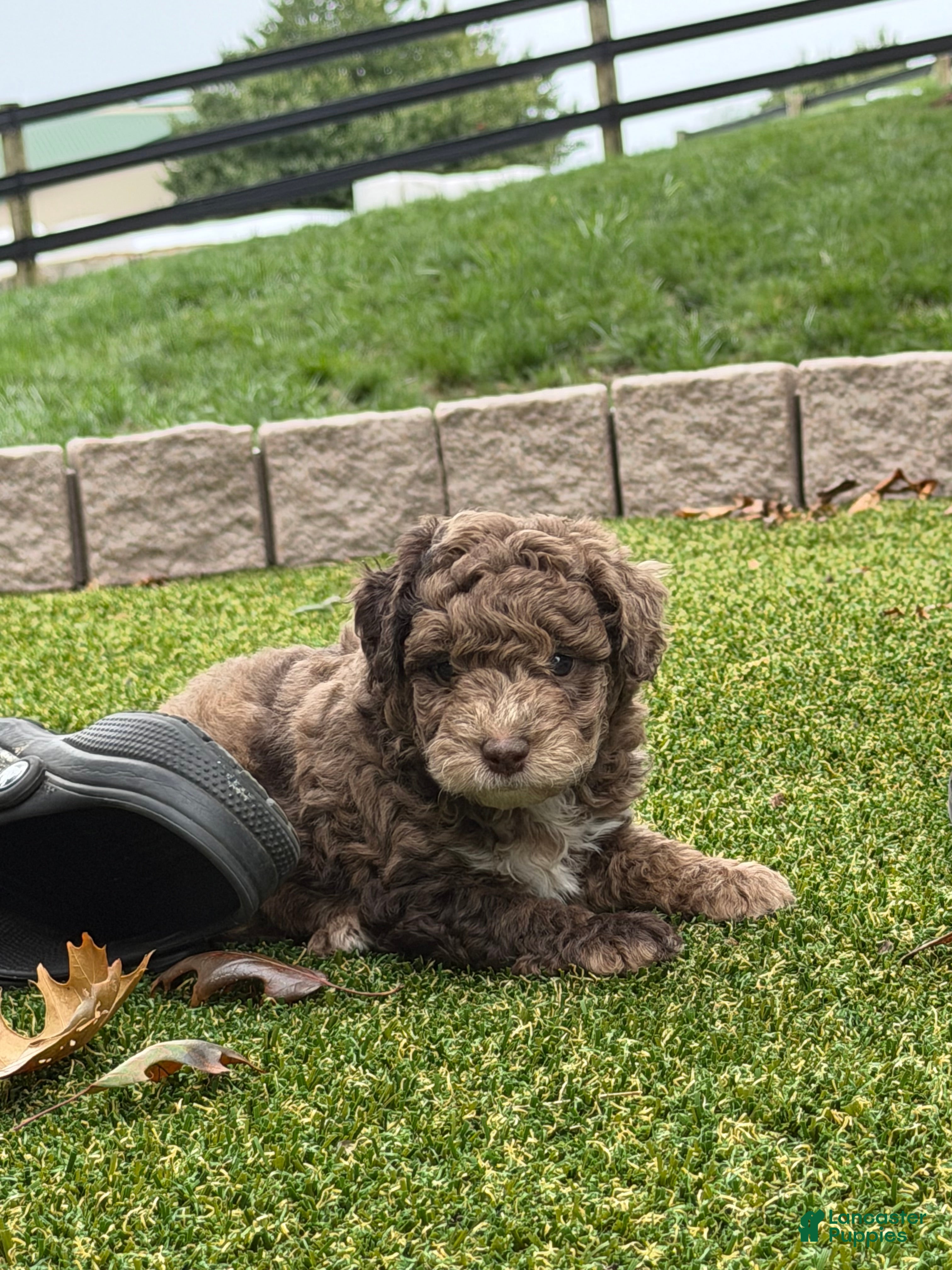 Aussiedoodle dogs Romeo - Ad 1