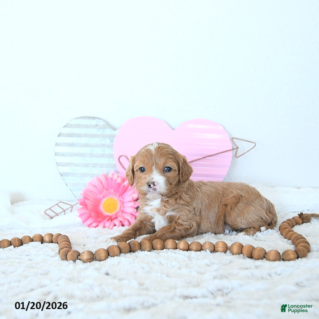 Mini Goldendoodle dogs for sale: Iris - Ad 4