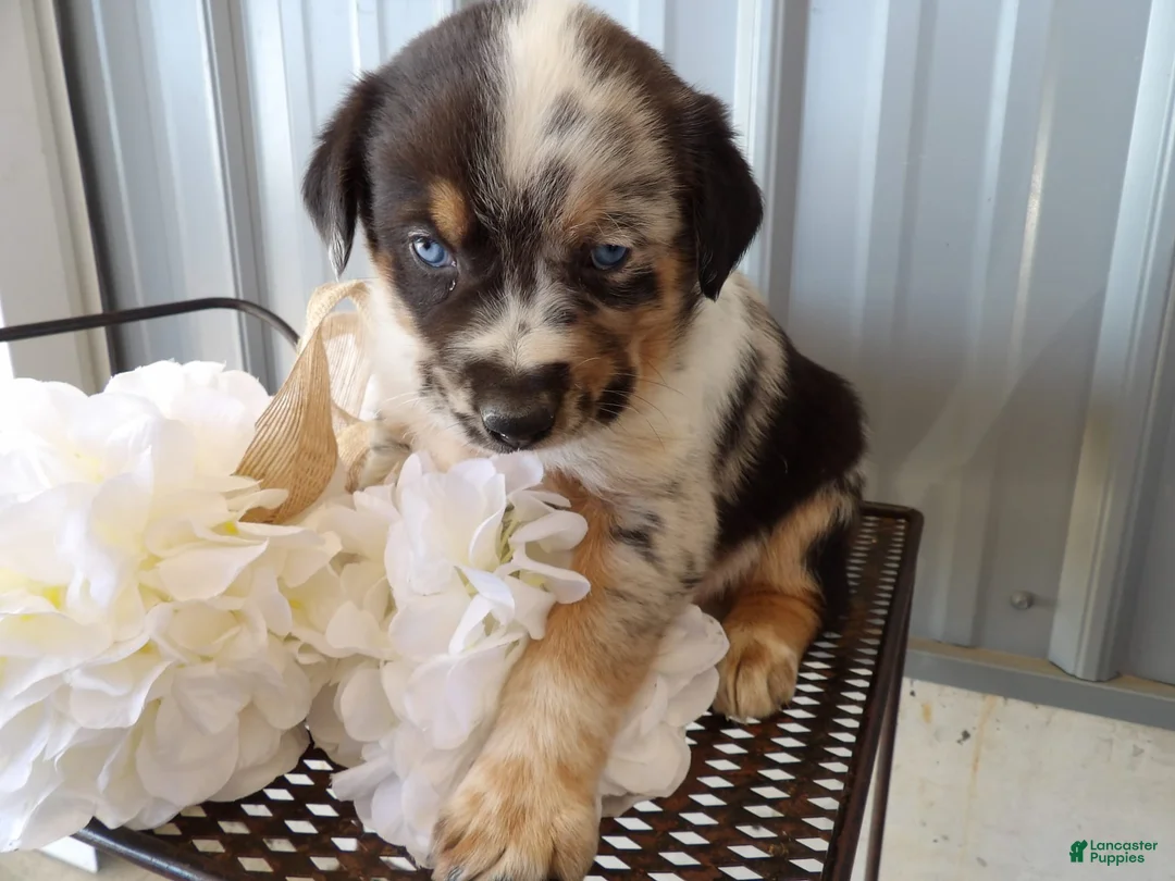 Gallery Image {{count}}