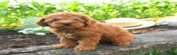 Miniature Poodle dogs for sale: Chloe - Ad 2