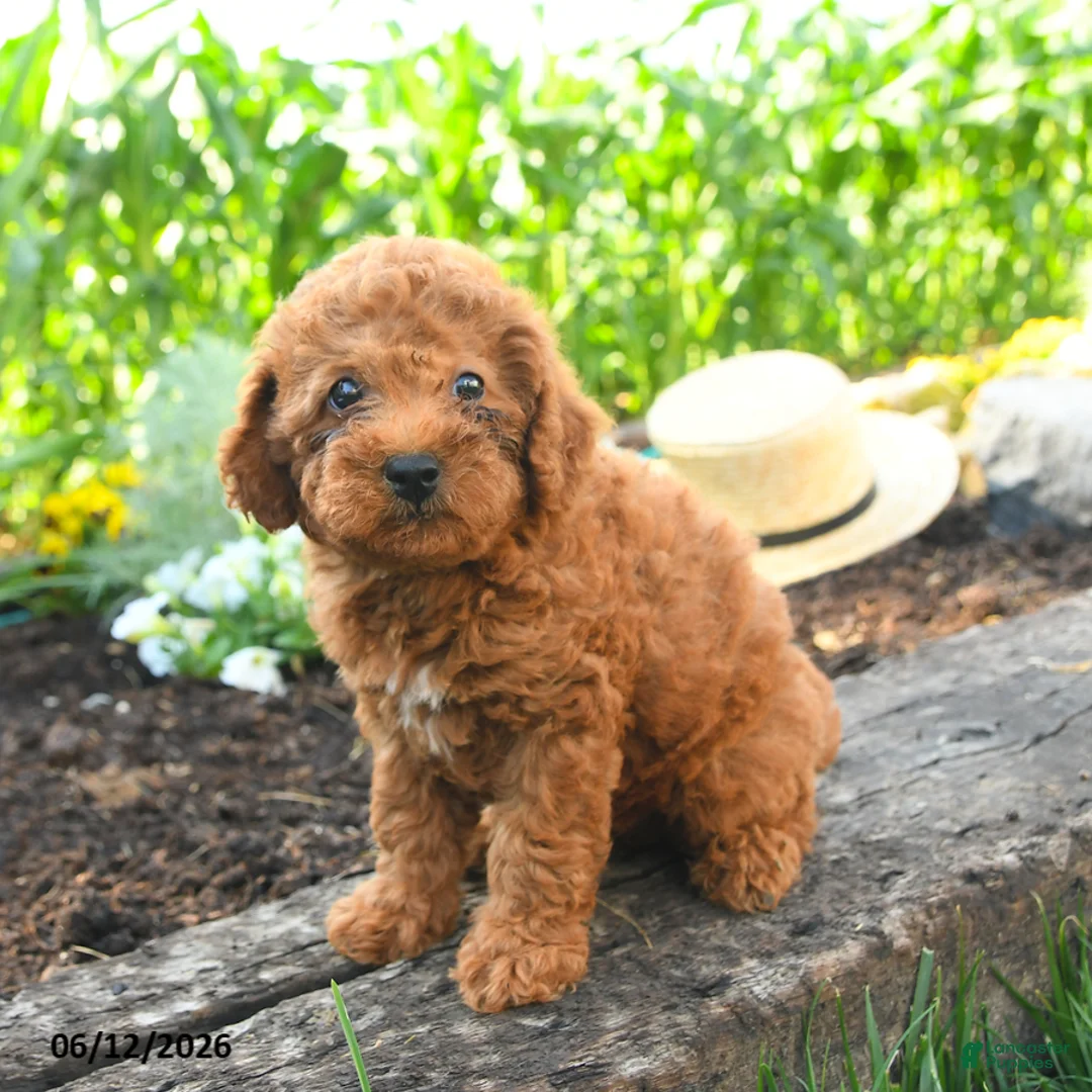 Miniature Poodle dogs for sale: Chloe - Ad 2