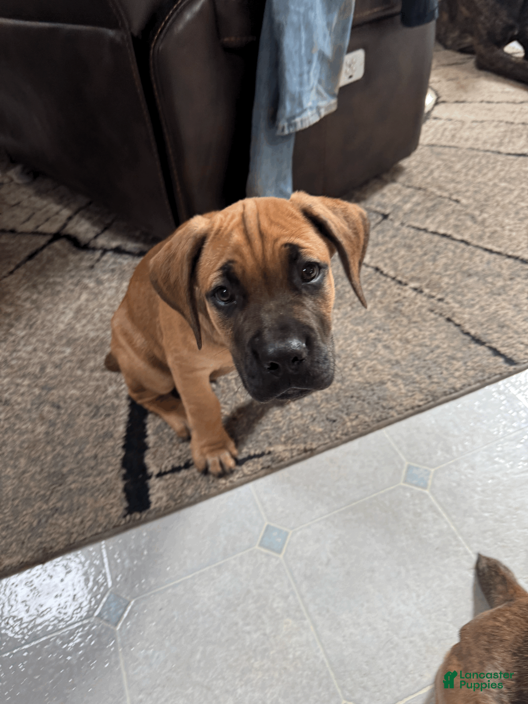 Cane Corso dogs for sale: Clapper- blue boy - Ad 2