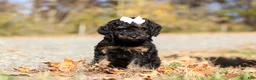Miniature Poodle dogs for sale: Sadie (AKC) - Ad 4