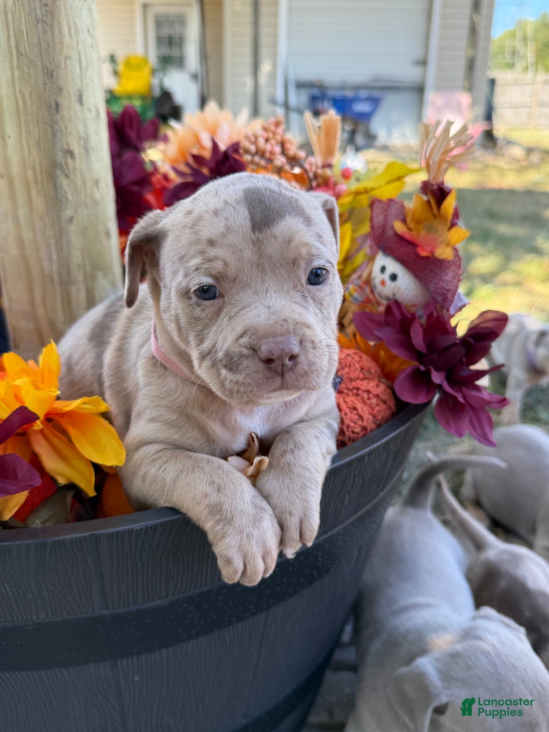 American Bully dogs for sale: Stormy - Ad 12
