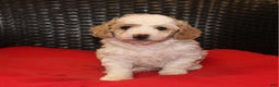 Mini Goldendoodle dogs for sale: Candy Cane - Ad 1