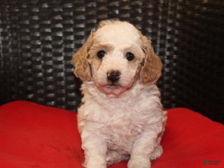 Mini Goldendoodle dogs Candy Cane - Ad 27