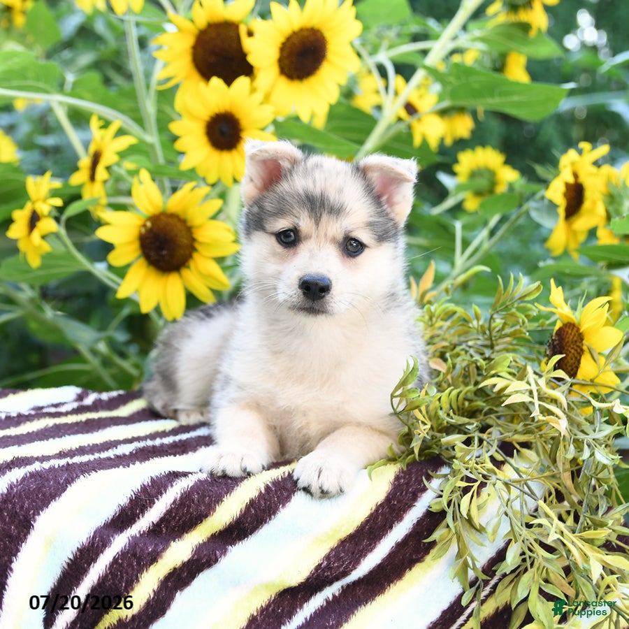 Pomsky dogs Ava  - Ad 1