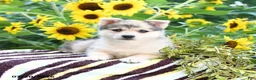 Pomsky dogs for sale: Ava  - Ad 1
