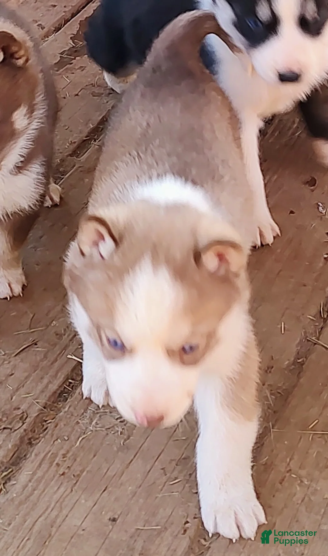 Siberian Husky dogs for sale: Siberian Husky Puppy 7 - Ad 4