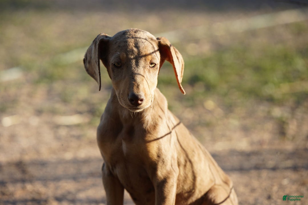 Mixed Breed dogs for sale: Lilac Fawn Merle F1 RT - Ad 7