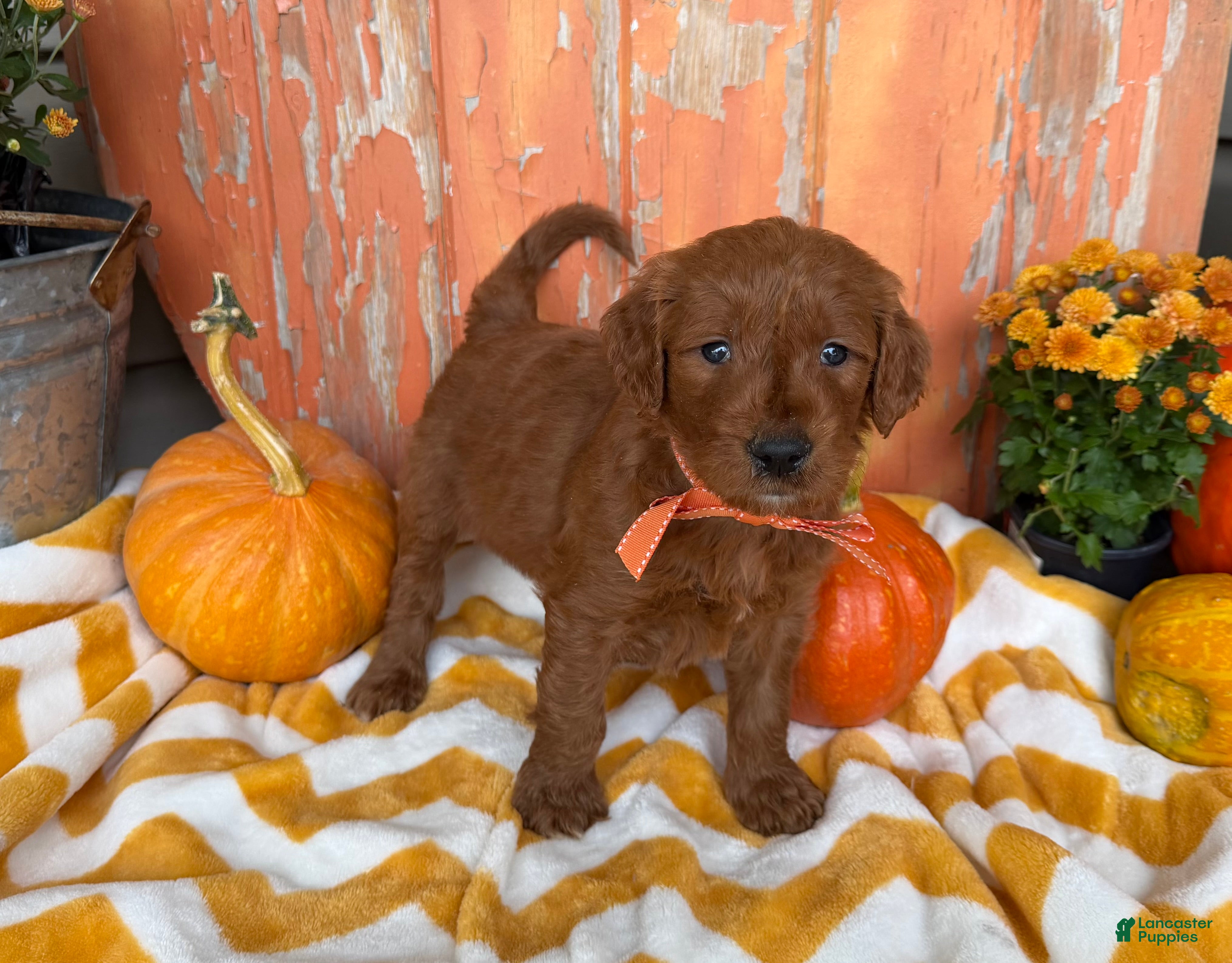 Goldendoodle dogs BANKS  - Ad 2