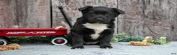 Mixed Breed dogs for sale: Black Beauty - Ad 2