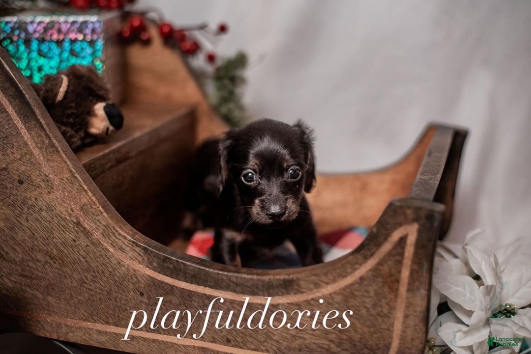 Miniature Dachshund dogs for sale: Orange Collar Boy Black & Tan Dachshund  - Ad 2