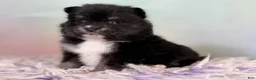 Pomeranian dogs for sale: Tilly - Ad 4