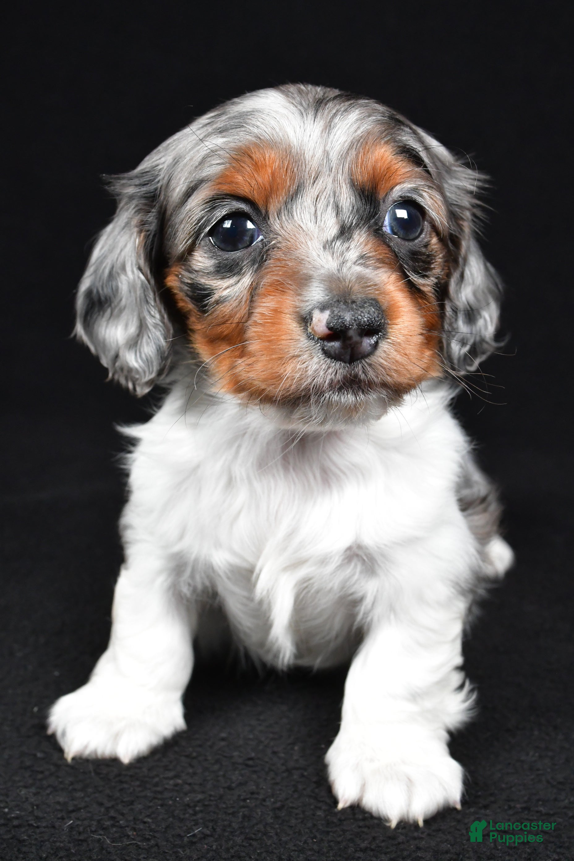 Miniature Dachshund dogs Cassandra - Ad 1