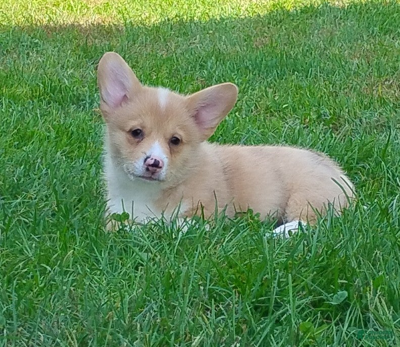 Welsh Corgi Pembroke dogs Casper - Ad 1