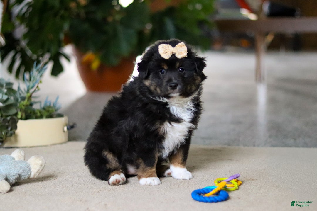 Miniature Australian Shepherd dogs for sale: Tracy - Ad 3