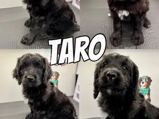 Bernedoodle dogs Bernedoodle Puppy 1 - Ad 40