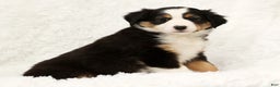 Australian Shepherd dogs for sale: Oakley - Ad 8