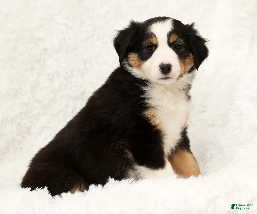Australian Shepherd dogs for sale: Oakley - Ad 8