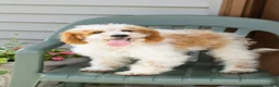 Mini Goldendoodle dogs for sale: Roscoe  - Ad 2