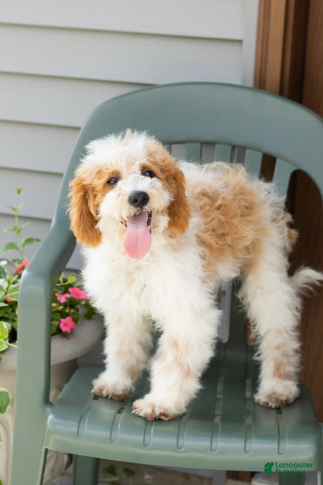 Mini Goldendoodle dogs for sale: Roscoe  - Ad 2
