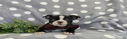 Boston Terrier dogs for sale: Putnam - Ad 5