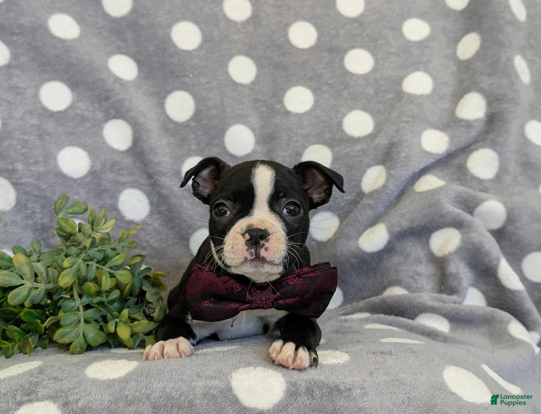 Boston Terrier dogs for sale: Putnam - Ad 5
